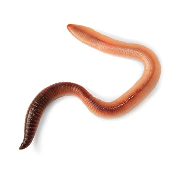 My Living World Worm World. - Image 6